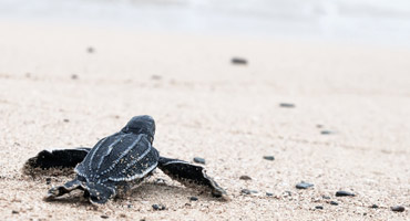 Baby turtle heading down the beach to the sea