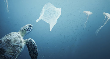 Turtle mistaking a plastic bag for jelly fish